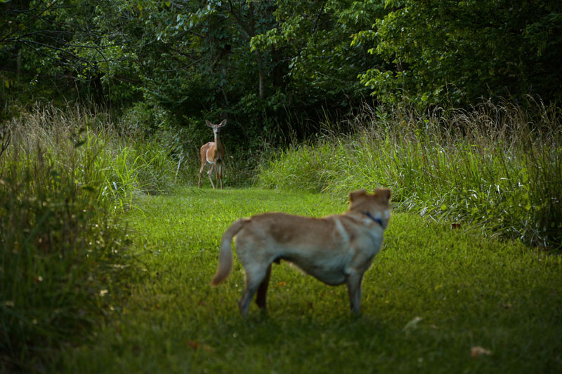 Crick_Deer_Faceoff_3544.jpg