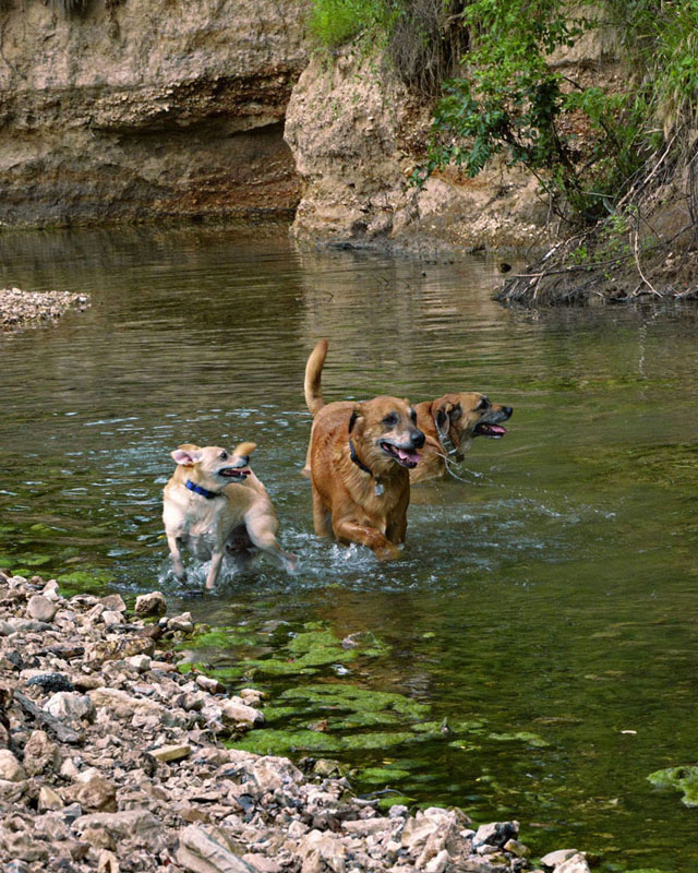 Dogs_Kiefer_Creek_3562.jpg