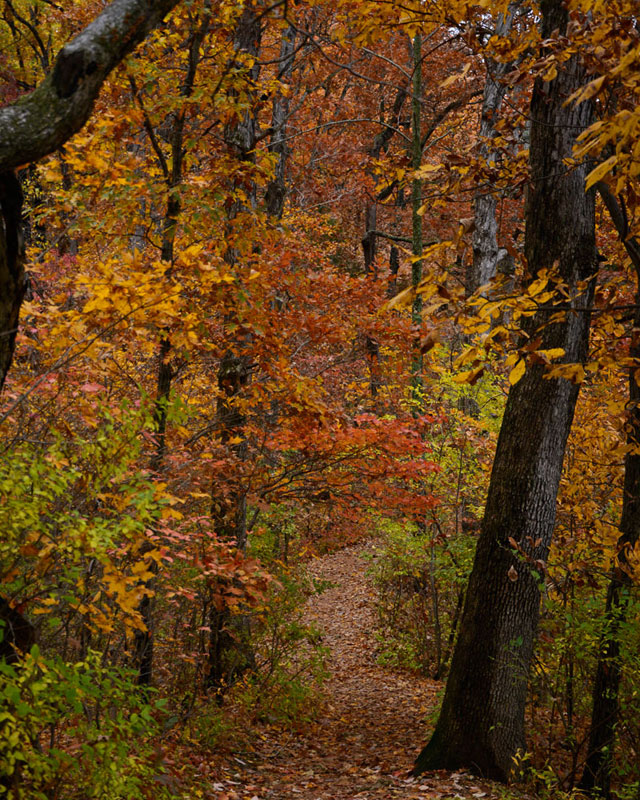 River_Scene_Trail_4703.jpg