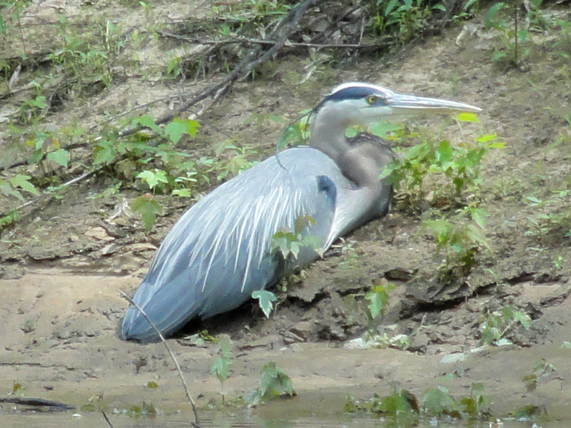 heron.jpg