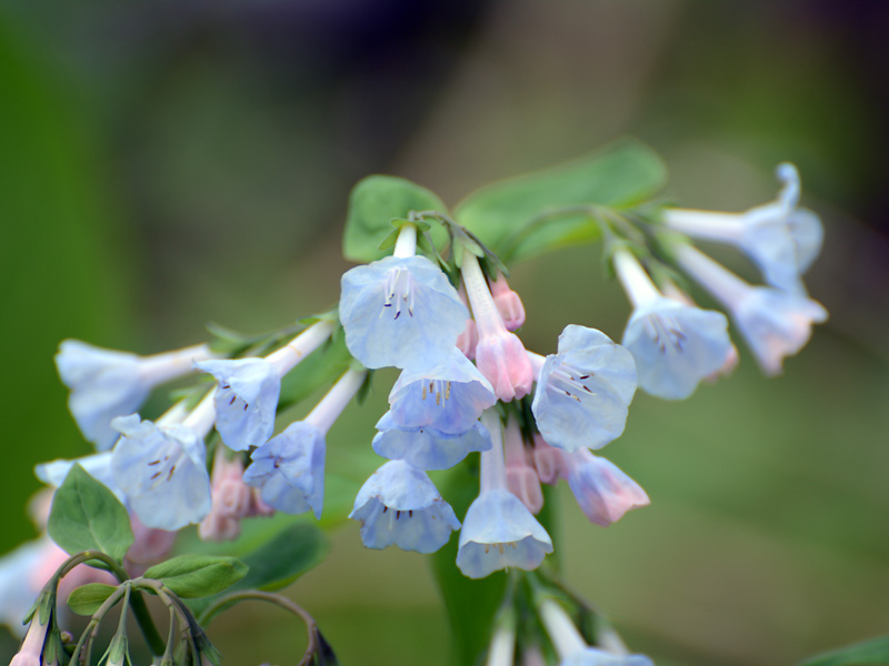 Wildflowers.jpg