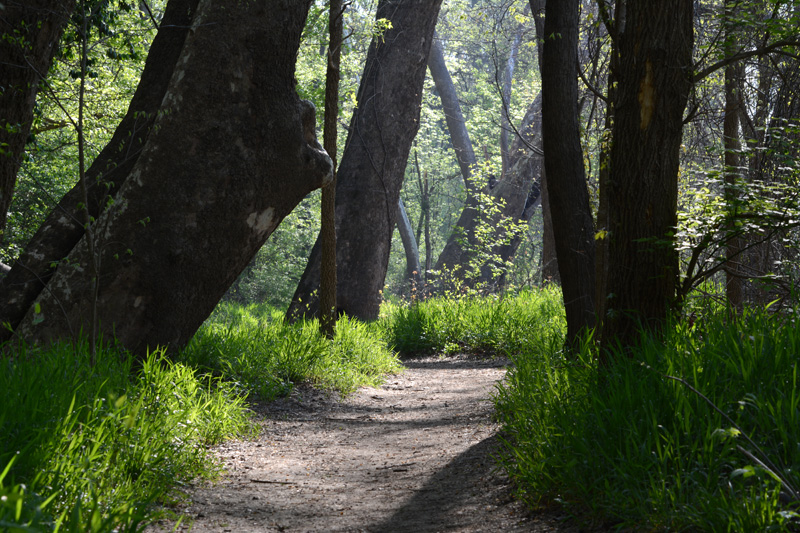 River_Scene_Trail.jpg
