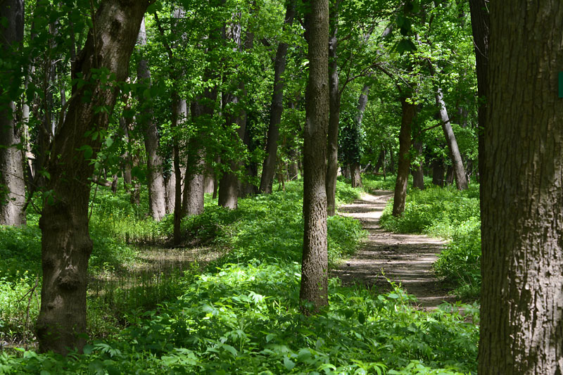 Stinging_Nettle_Trail.jpg