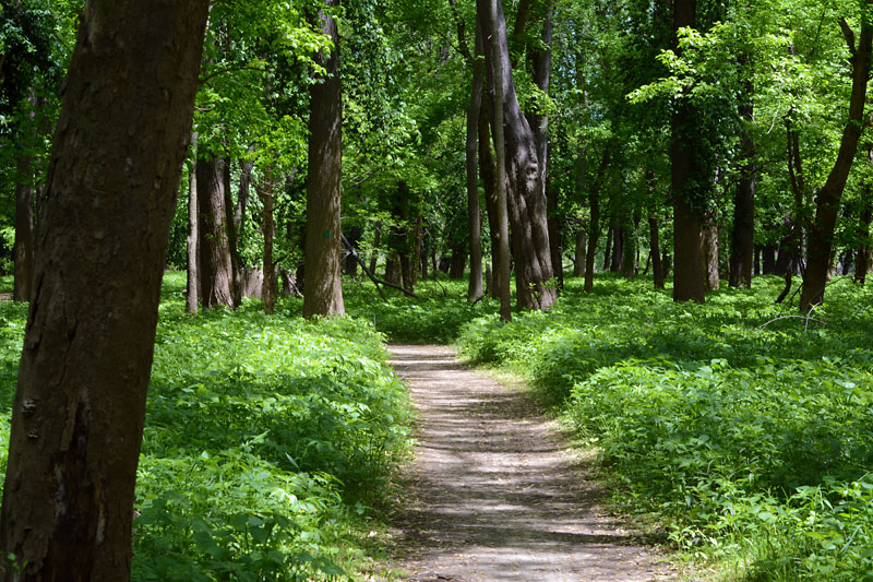 Stinging_Nettle_Trail_1.jpg
