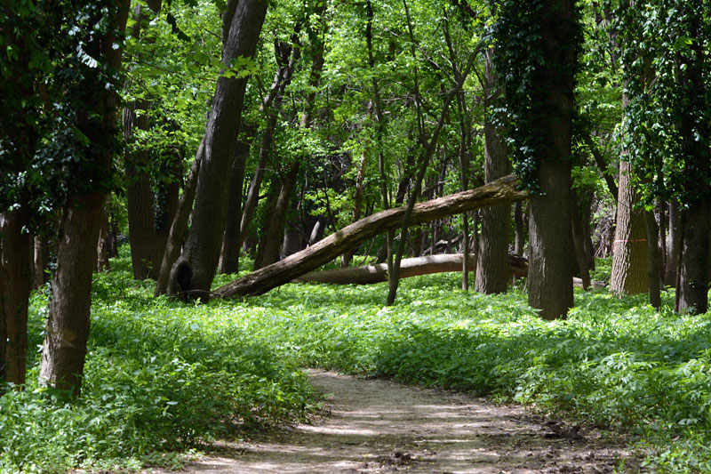 Stinging_Nettle_Trail_2.jpg