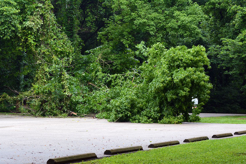 Fallen_Tree.jpg