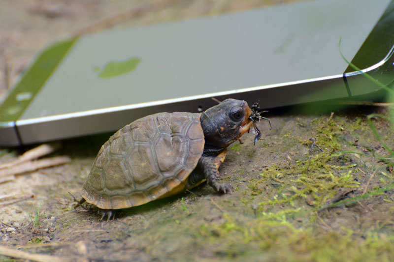 Baby_Turtle.jpg