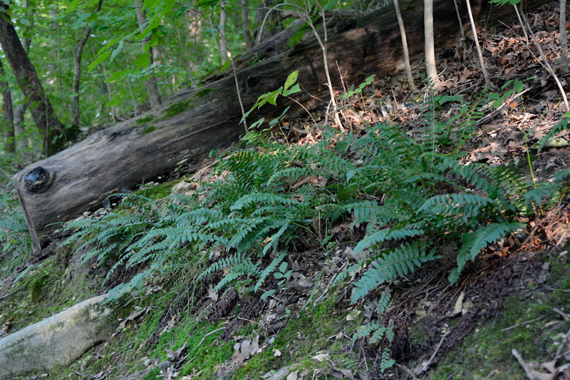 fern.jpg