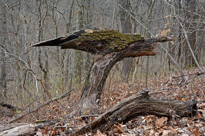 Dead_Tree_Branches_3770.jpg