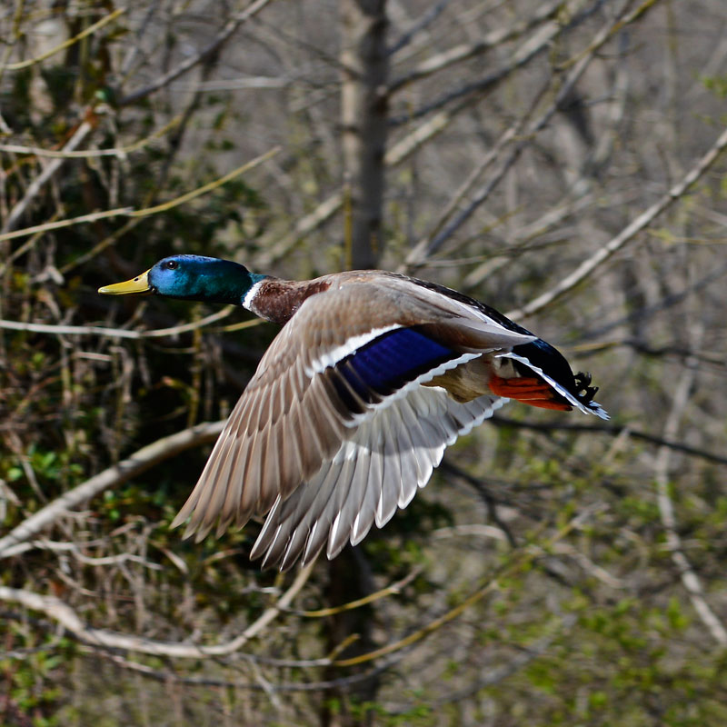 Flying_Duck_4150.jpg