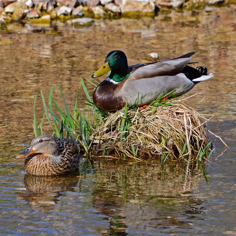 Mallard_Ducks_4136.jpg