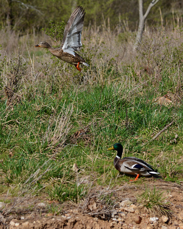 Mallard_Ducks_4145.jpg