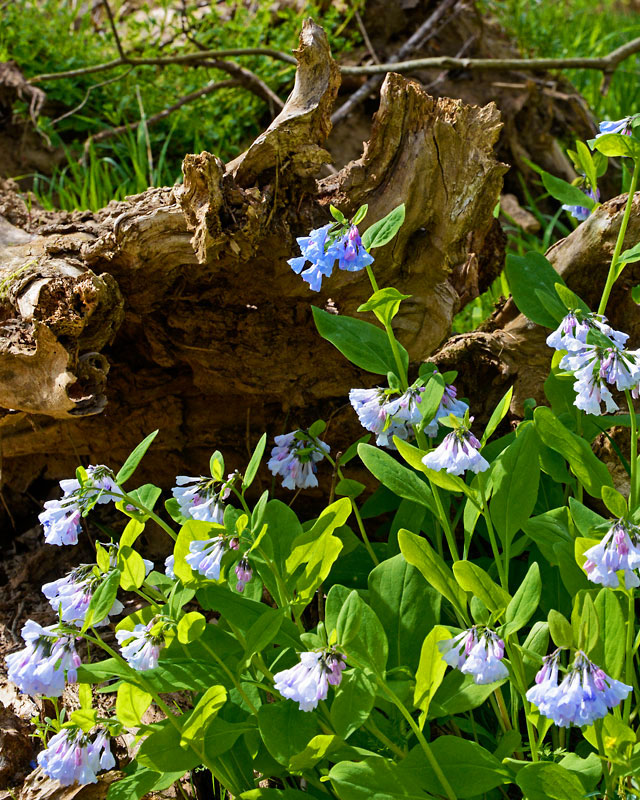 Bluebells_5360.jpg