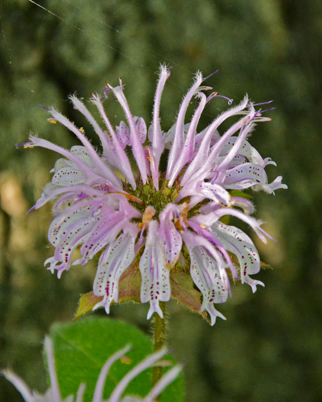 Wild_Bergamot_5993.jpg