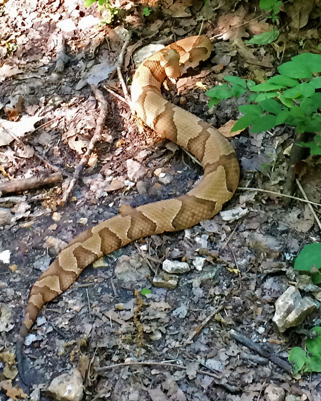 Copperhead_4869.jpg