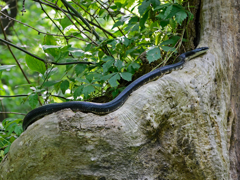 Black_Rat_Snake_6486.jpg