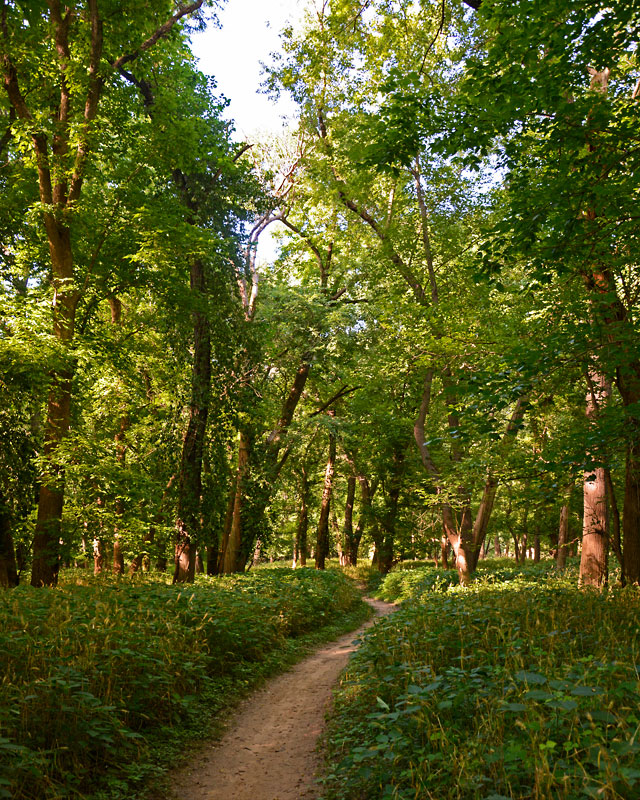 Stinging_Nettle_Trail_7416.jpg