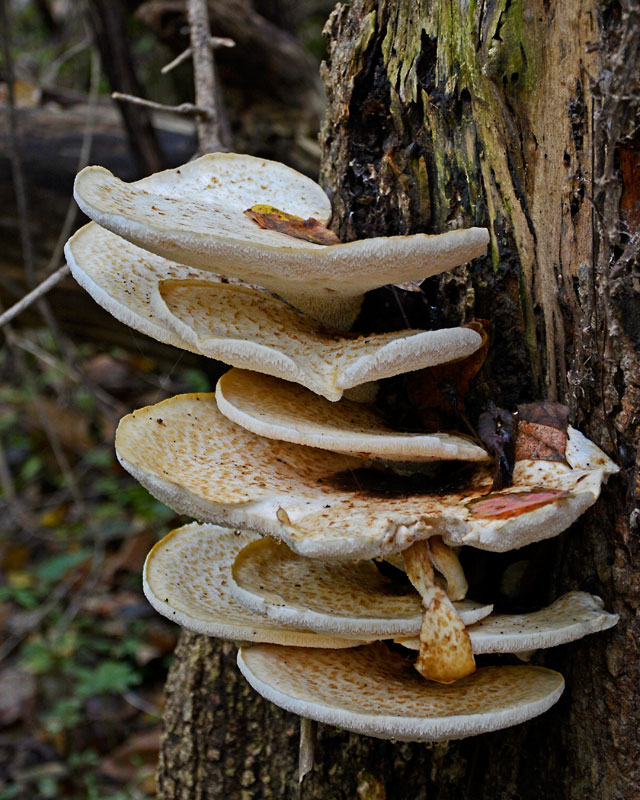 Fungus_9484.jpg