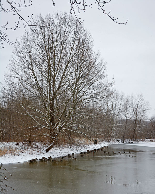 Ducks_Pond_0824.jpg