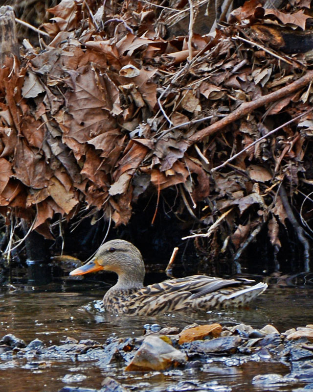 Mallard_Duck_2161.jpg