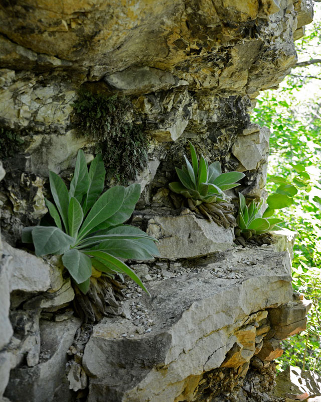 Castlewood_Cave_5133.jpg