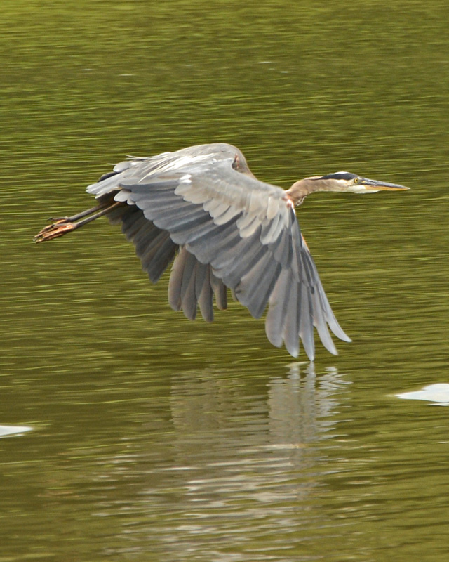 Blue_Heron_6934.jpg