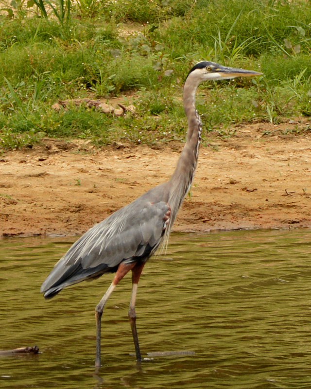 Blue_Heron_6926.jpg