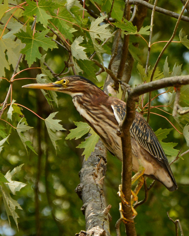 Green_Heron_6996.jpg